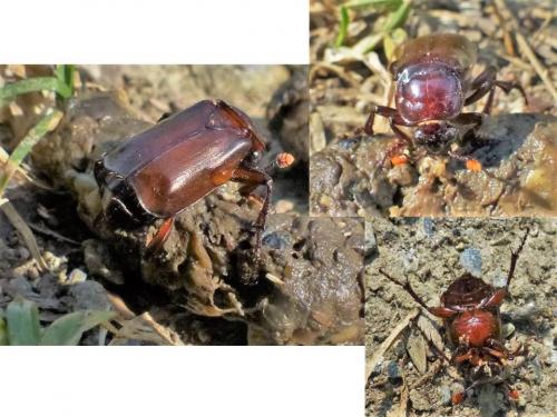 Réf. 189 068 : Nicrophorus humator